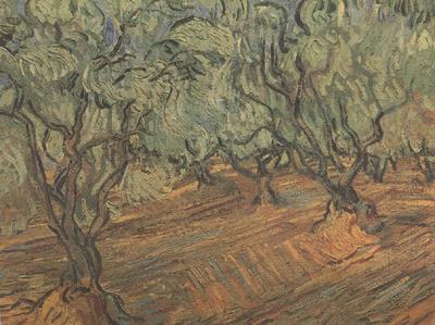 Vincent Van Gogh Olive Grove:Bright Blue Sky (nn04) Germany oil painting art